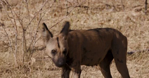 Close-up front view of one African wild dog standing, looking around and yawning Stock Footage 118352004