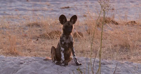 Close-up front view of one African wild dog pup sitting on the ground Stock Footage 118352023