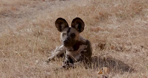Close-up front view of one African wild dog lying in the grass,yawning Stock Footage 118352506