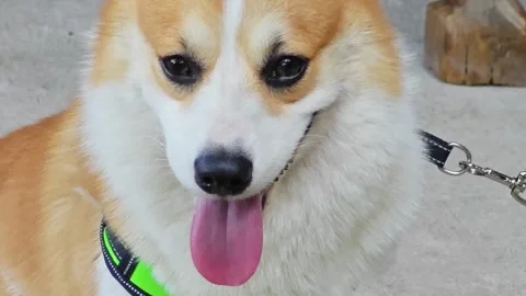 Close up front view of a Pembroke Welsh Corgi dog looking down. Stockbeeldmateriaal 339198580