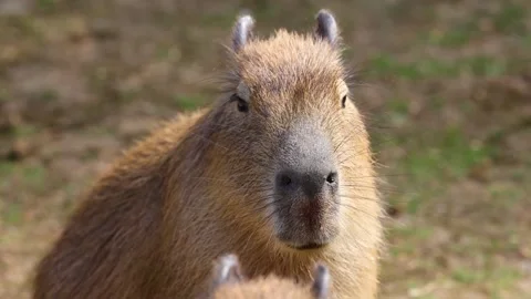 Close up front view portrait of cute wild capybara head Stock Footage 345944658