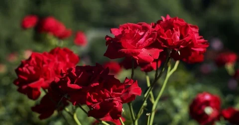 Close up front view of roses bush trembling in summer wind slow motion  Stock Footage 120008320