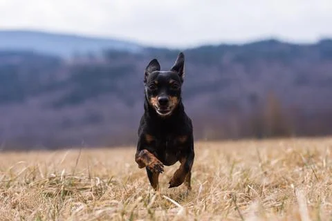 Close-up of front view of a running ratter dog on meadow. Stock Photos