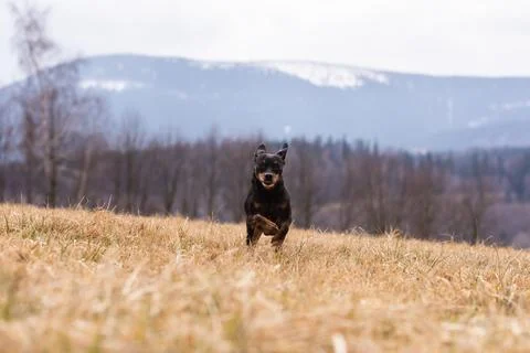 Close-up of front view of a running ratter dog on meadow. Stock Photos