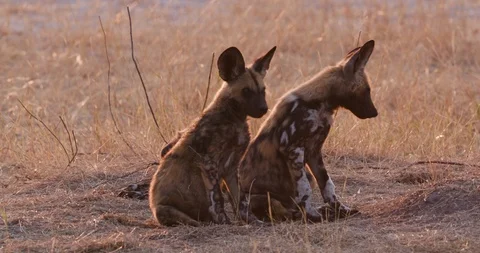 Close-up front view of three African wild dog pup sitting on the ground Stock Footage 118353723