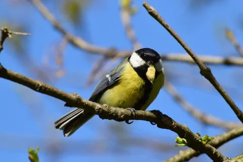 Close-up front view of tit Parus major with caterpillar in its beak Stock Photos