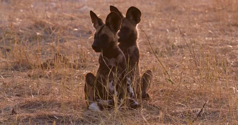 Close-up front view of two African wild dog pups sitting on the ground Stock Footage 118352997