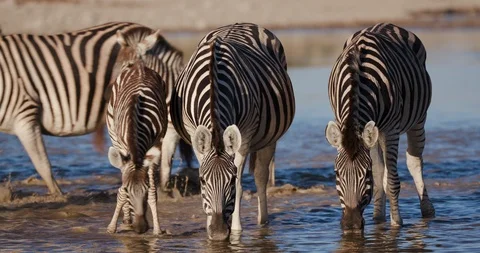 Close-up front view of two Zebras with a cute young foal drinking at a waterhole Stock Footage 106745688