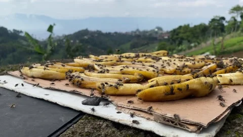 Close up front view video of flies swarming around bananas being dried Stock Footage 297772083