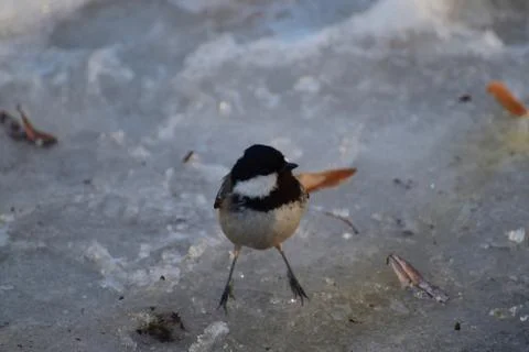 Close-up front view of young titmouse Periparus ater Stock Photos