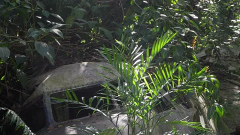 Close-up frontal shot of decaying plane wreck in overgrown jungle Stock Footage 314920754