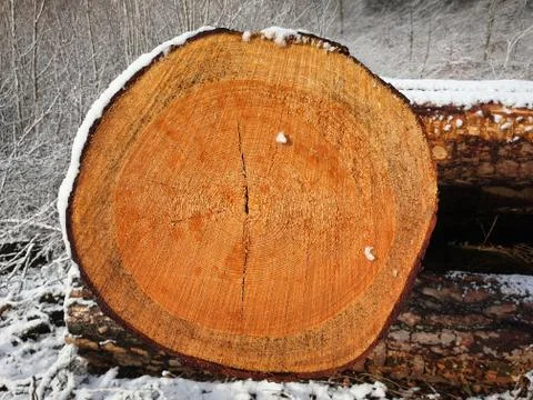 Close-up frontal view of the cross section of a log cut down covered with sno Stock Photos