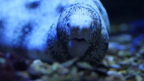 Close up frontal view of eels face and head 4K Video stock 91159896