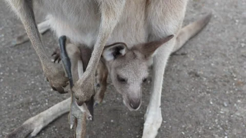 Close Up Frontal View of Kangaroo Joey in Mother’s Pouch Stock Footage 314925639