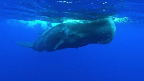 Close-up frontal view of a mother sperm whale passing close to the camera wi Stock Footage 277093319