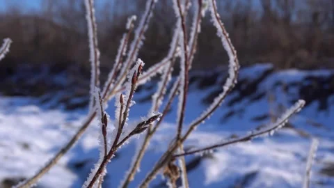 Close up of frost covered cedar tree branches during a cold winter day Stock Footage 342257895