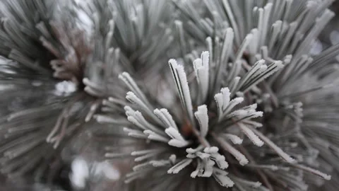  Close-up of frost-covered pine needles highlights delicate ice formations, capt Stock Footage 296544196