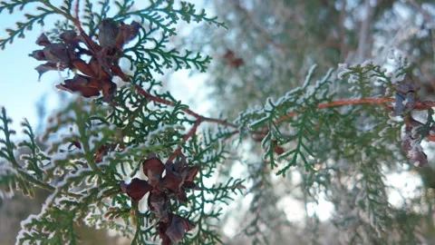 Close-up of frost-covered Thuja branches with leaves with seed cones on winter 動画素材 330035948