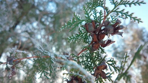 Close-up of frost-covered Thuja branches with leaves and seed cones swaying in 動画素材 330540402
