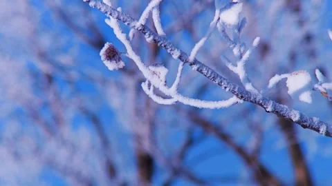 Close Up Of Frost Covered Tree Branches Against A Clear Blue Winter Sky Stock Footage 341959443