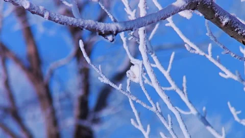 Close up of frost covered tree branches against a bright blue winter sky Stock Footage 341959483