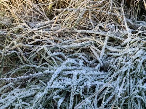 Close up of frost - Ice crystals on grass Stock Photos