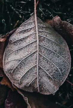 Close up of frost pattern on fallen leaf on cold wintery morning. Foto stock