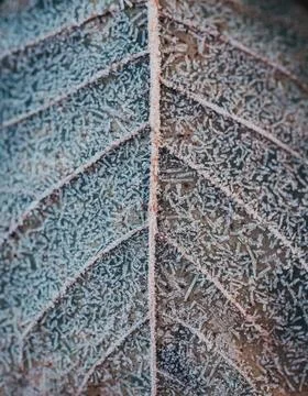 Close up of frost pattern on fallen leaf on cold wintery morning. Foto stock