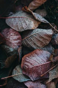 Close up of frost pattern on fallen leaves on cold late fall morning. Stock Photos
