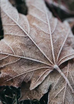 Close up of frost pattern on fallen maple leaf on cold fall morning. Foto stock