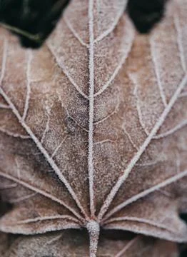 Close up of frost pattern on fallen maple leaf on cold fall morning. Stock Photos