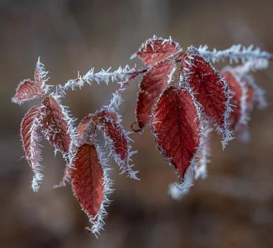 Close up of frost pattern on red leaves on cold fall morning. Stock Photos