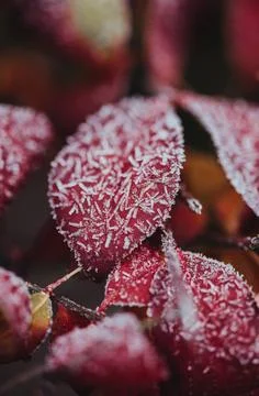 Close up of frost pattern on red leaves on cold fall morning. Stock Photos