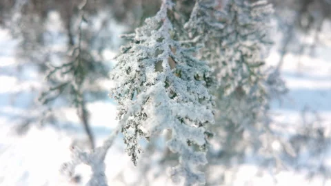 Close-up, Frostcovered branch of thuja tree swaying in wind on sunny winter day 動画素材 328098891