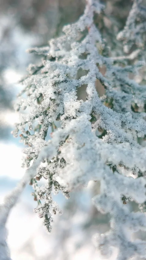 Close-up, Frostcovered branch of thuja tree swaying in wind on sunny winter day 動画素材 330973692
