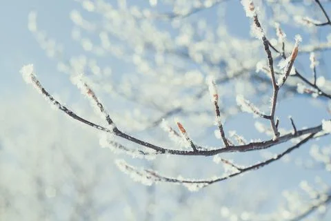 Close up frosted tree branches concept photo Stock-Fotos
