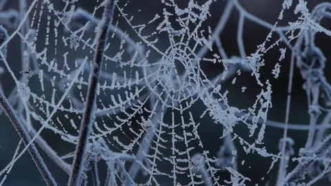 Close-up of frosty spiderweb Stock Footage 72943720