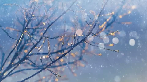 Close-up of frosty tree branches with falling snow against a soft blue sky. Stock Footage 309871436