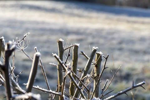 Close-up of frozen branches on a cold winter morning, Upper Franconia, Germany, Stock Photos