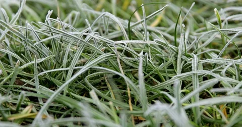 CLOSE UP. Frozen Grass On A Cold Winter Day Video stock 123703341