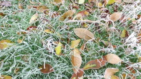 Close-up Frozen Green Grass in Winter Stock Footage 120291069