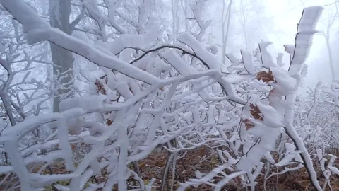 Close-up of Frozen Ice on Branches Stock Footage 326142605