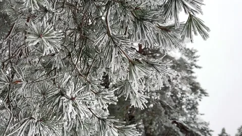 Close-up frozen Pine tree sway in the wind Stock Footage 261039894