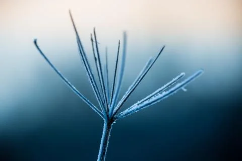 Close up of frozen plant Stock Photos