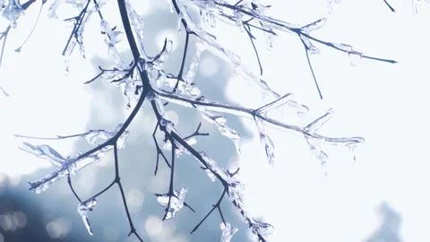 Close up of frozen tree branches covered in ice during a cold winter day Stock Footage 341958789