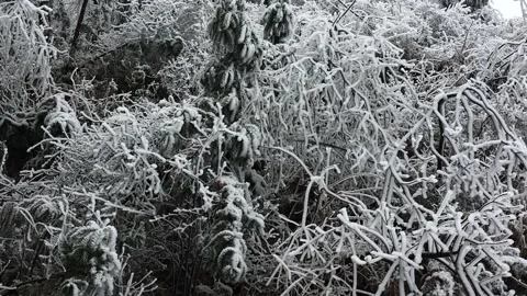 Close up of frozen tree branches covered in thick white ice and snow Stock Footage 342325112