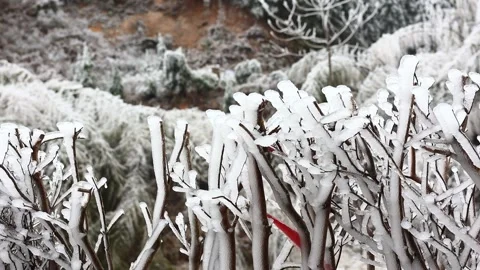 Close up of frozen tree branches covered in thick ice during winter season Stock Footage 342325154