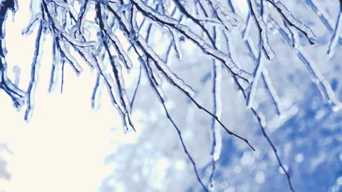 Close up of frozen tree branches with melting ice in winter season Stock Footage 342329116