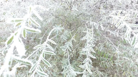 Close-up frozen willow tree Stock Footage 120291141