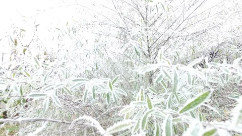 Close-up frozen willow tree Stock Footage 120291145